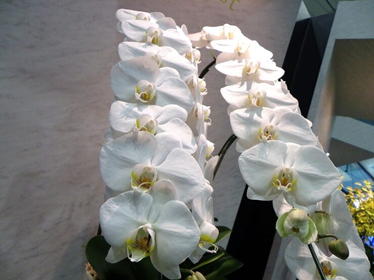 August-Phalaenopsis Orchids