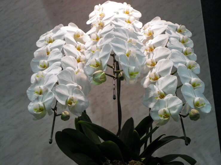 What Is Your BirthOrchid? AugustPhalaenopsis