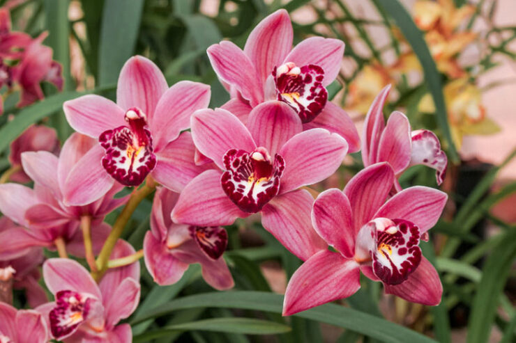 Cymbidium Orchid