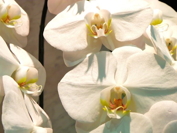 Orchids August-Phalaenopsis