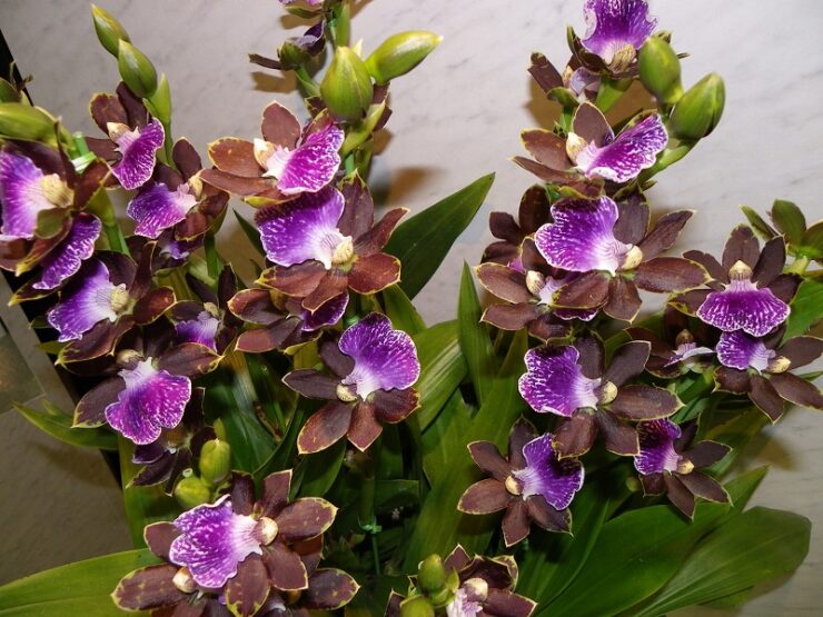 Zygopetalum march