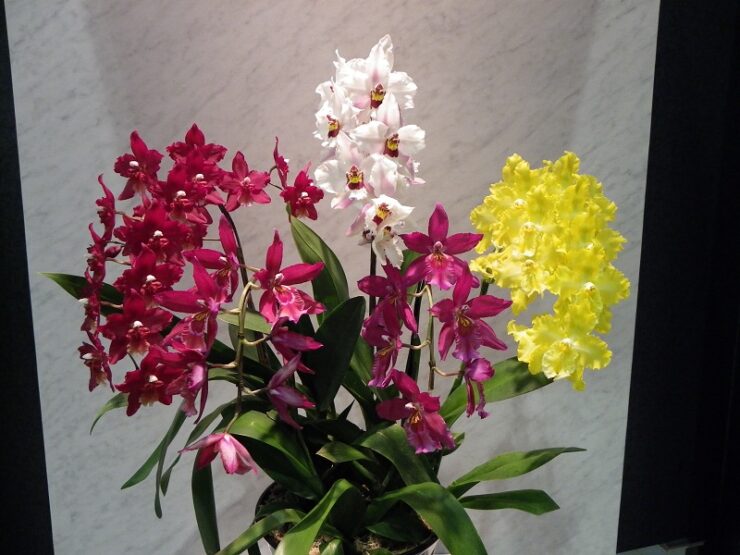 april orchid