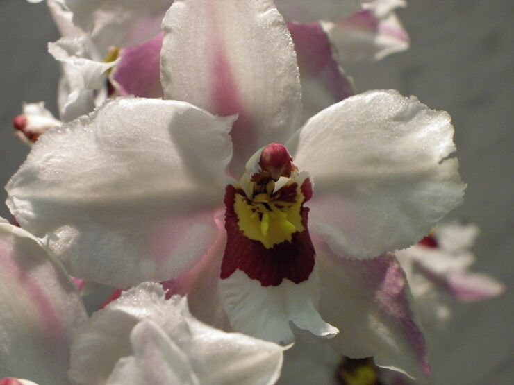 april orchids