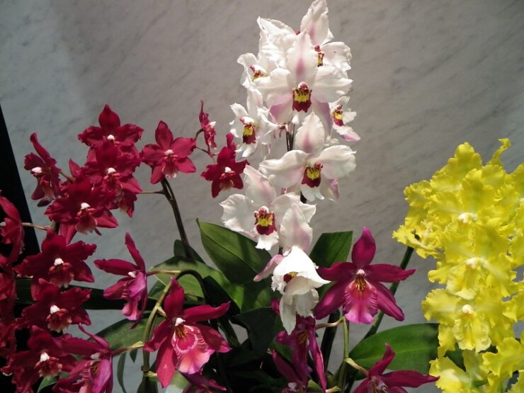 aprils orchid