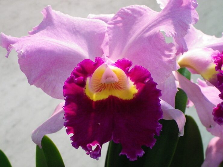 cattleya orchid