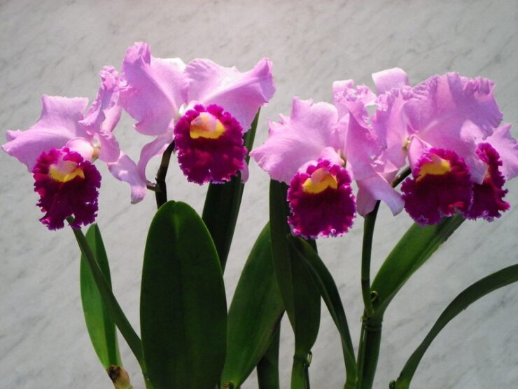 cattleya