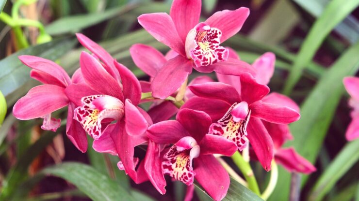 cymbidium-orchids