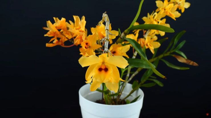 dendrobium orchid