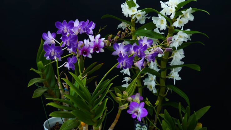 dendrobium orchid