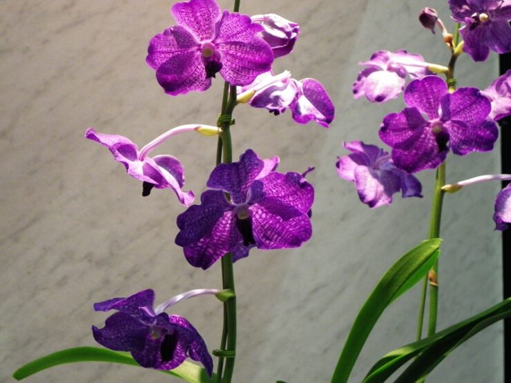 june orchids