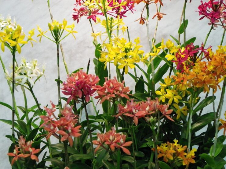 What is your birthorchid? NovemberEpidendrum