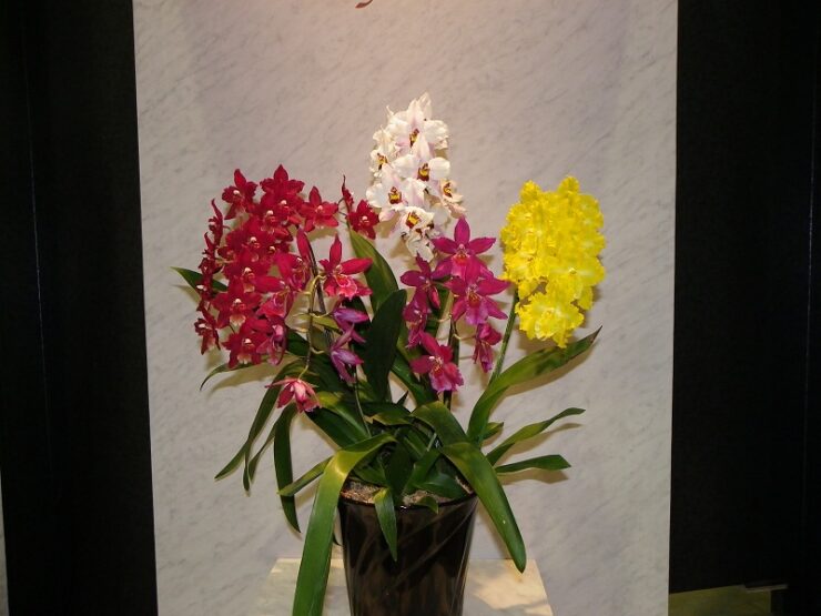orchid april