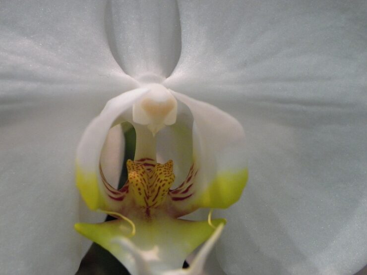 orchid august
