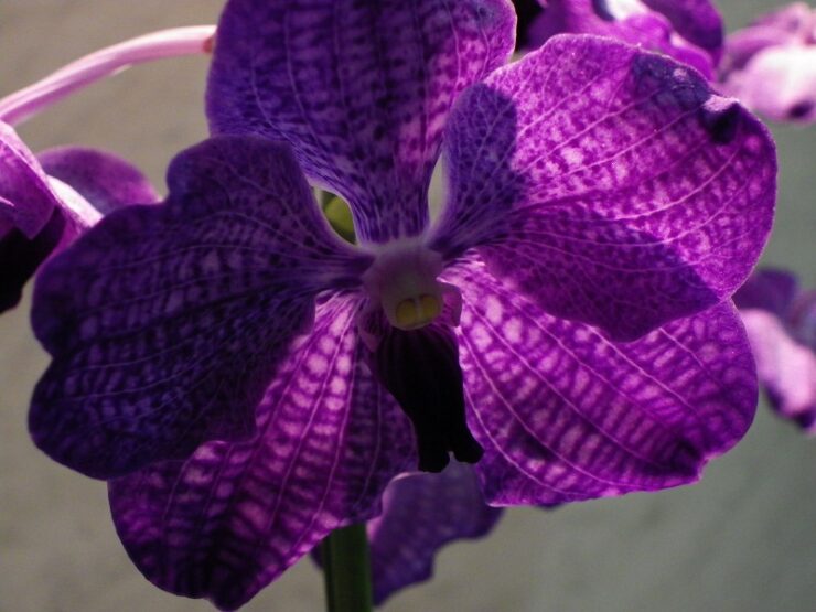 orchid birth june