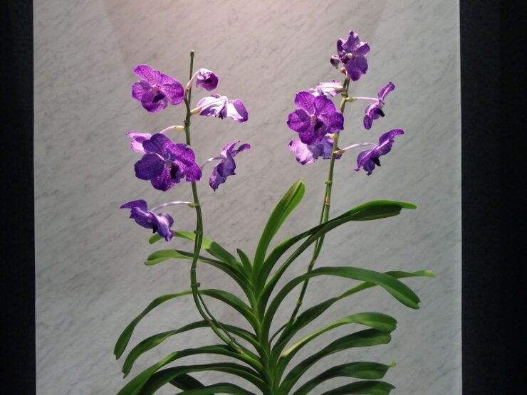 orchid june