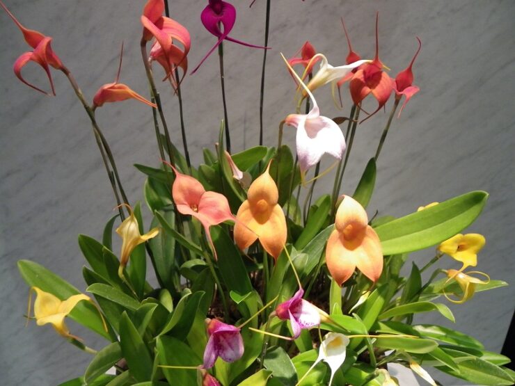 What Is Your BirthOrchid? MayMasdevallia