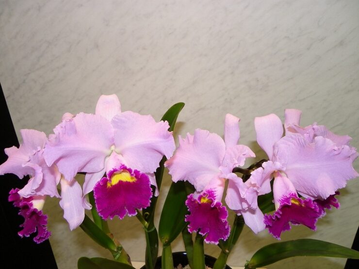 origin of orchids