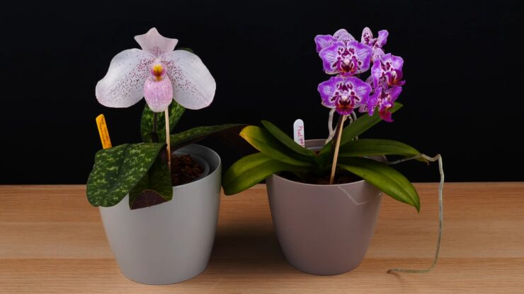 paphiopedilum orchid